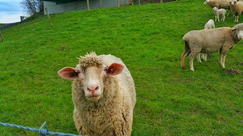 Flock of sheep on grassy field