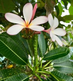 Close-up of frangipani blooming outdoors