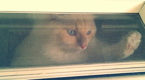 window