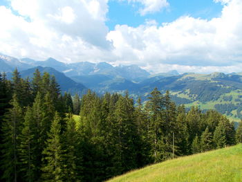 Scenic view of pine trees against sky