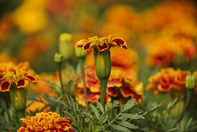 Close-up of yellow flowering plant