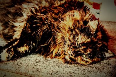 Close-up of cat sleeping