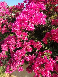 Close-up of pink flowers blooming outdoors