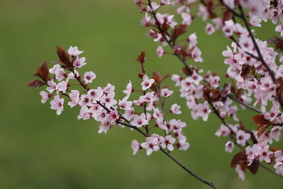 Close-up of pink cherry blossom tree