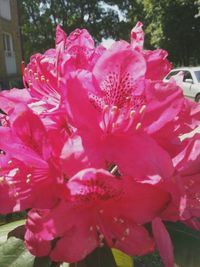 Close-up of pink flower