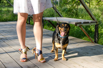 Low section of man with dog on footpath