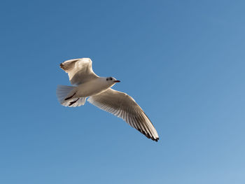 Low angle view of seagull flying