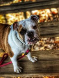 Portrait of dog standing on wood