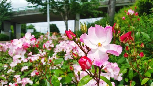 Pink flower blooming in garden