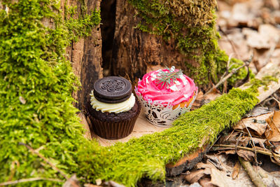 Close-up of cake on tree trunk