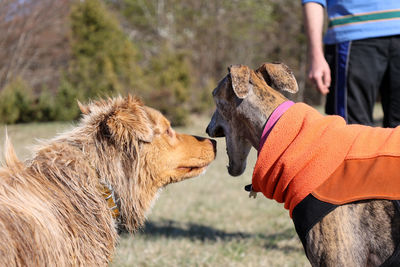 Heads of two dogs playing in the nature, australian shepherd and greyhound