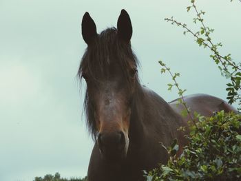 Portrait of horse standing on field against sky