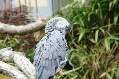 Close-up of parrot perching on tree