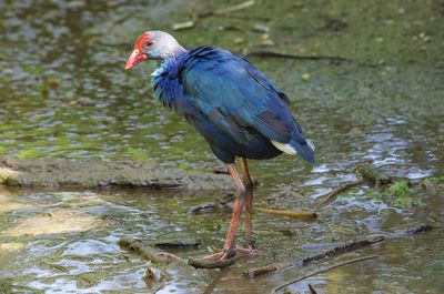 Bird perching on a lake