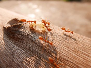 Close-up of ant on leaf