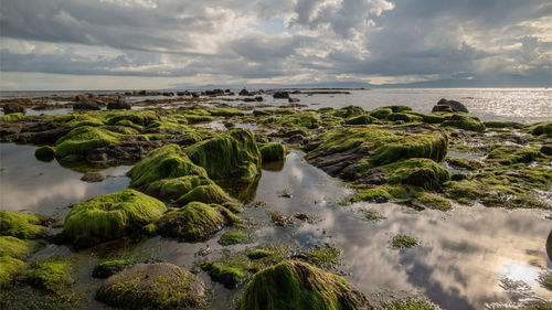 Seaweed covered rocks under a moody sky looking to the isle of arran