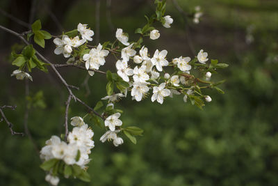 Close-up of white flowering plant