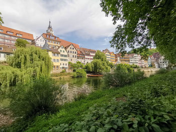 Plants by river and buildings against sky