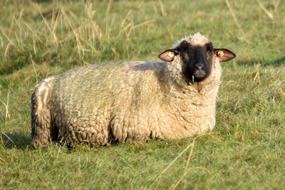 Portrait of sheep relaxing on field