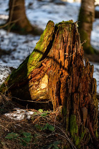 Close-up of tree trunk in forest