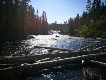 River amidst trees in forest against sky