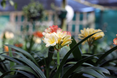 Close-up of pink flowering plants