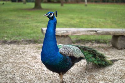 View of peacock on field