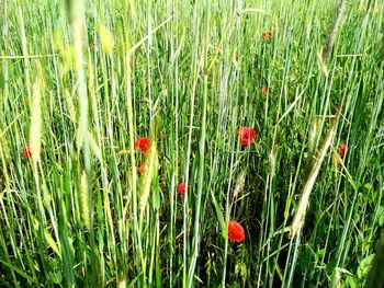 Close-up of red poppy flowers on field