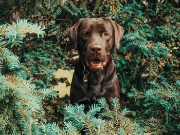 Portrait of dog sitting on land