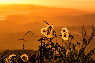 Dandelion flowers on field during sunset