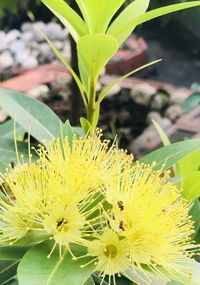 Close-up of yellow flowering plant