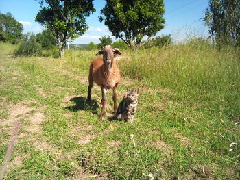 Sheep in a field