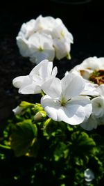 Close-up of white flowers