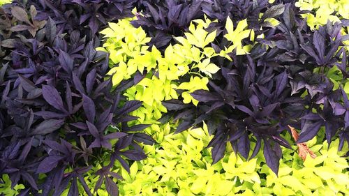 Close-up of yellow flowering plant