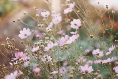 Close-up of pink flowers growing on field