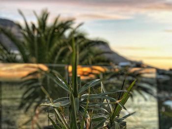 Close-up of plant against sky