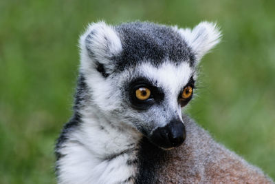 Close-up of lemur looking away