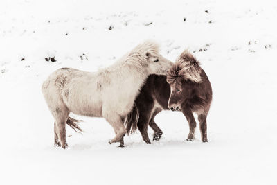 Horses in a snow covered field