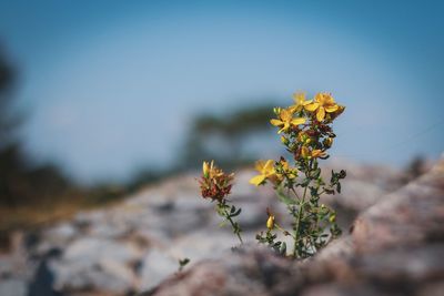 Close-up of yellow flowering plant