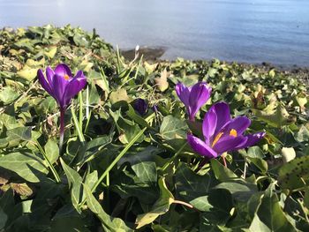 Close-up of purple flowering plants