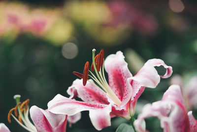 Close-up of pink flowering plant