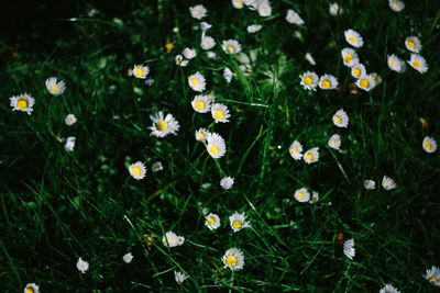 High angle view of daisies on field