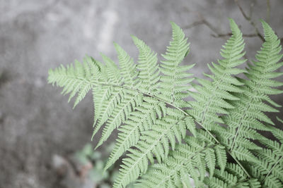 Close-up of fern leaves