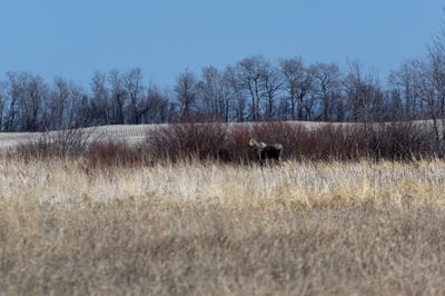 View of horse on field