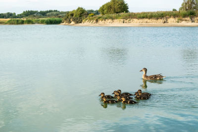 Ducks swimming in lake