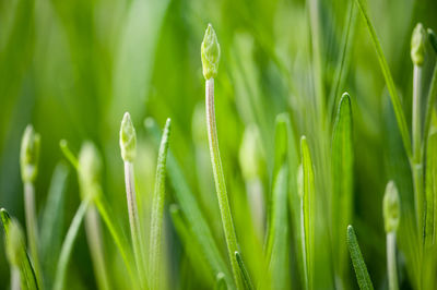 Close-up of dew on grass