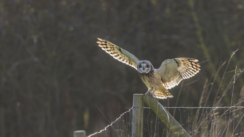 Short-eared owl flying and landing.