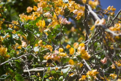 Close-up of yellow flowers