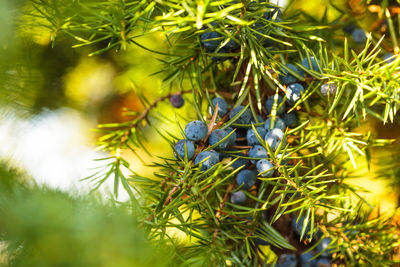 Close-up of fruits growing on tree