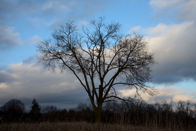 Bare tree on field against sky